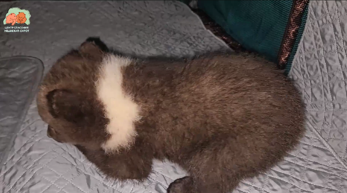 Фото: скриншот видео/Центр спасения медвежат-сирот