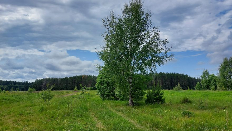 поле, природа, лето, береза, солнце, облака