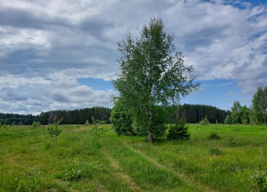 поле, природа, лето, береза, солнце, облака