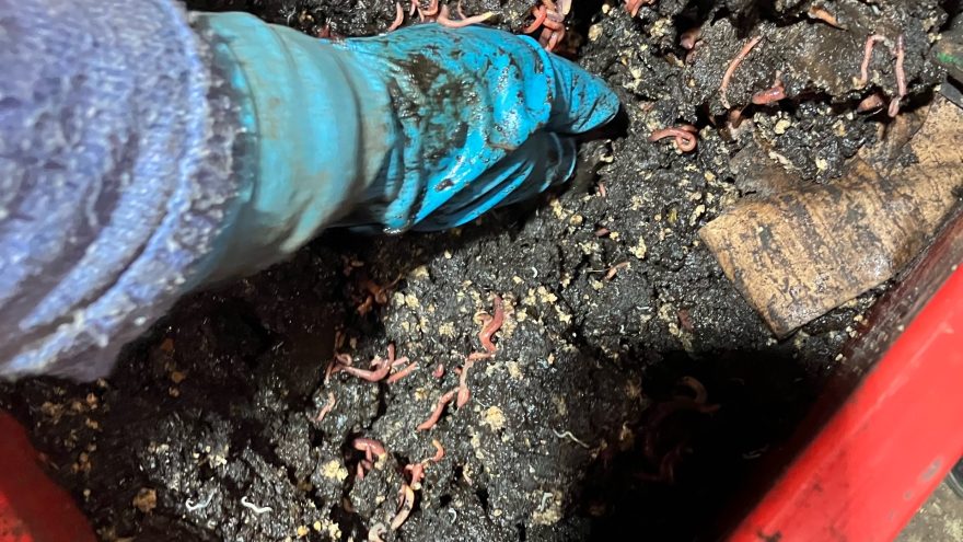 черви Старатель