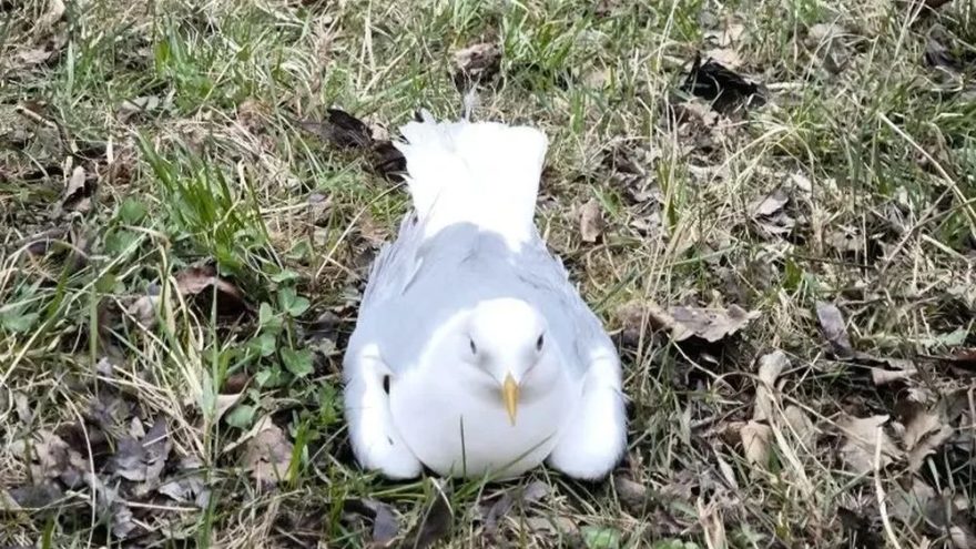 в твери спасли чайку