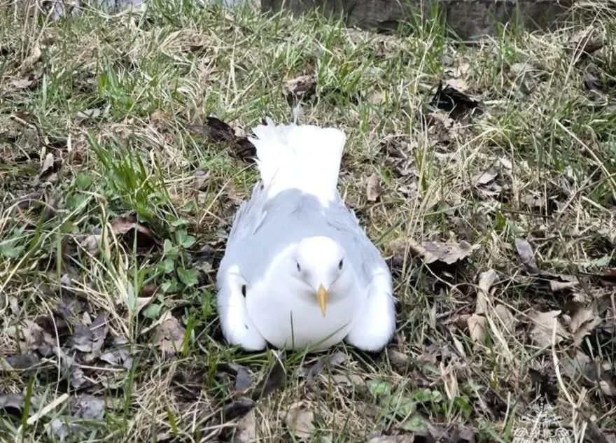 в твери спасли чайку