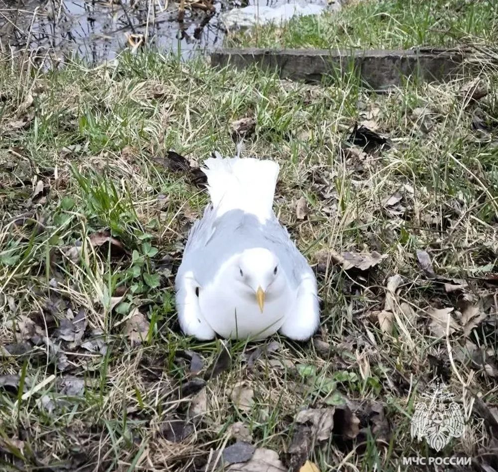 Фото: МЧС России по Тверской области