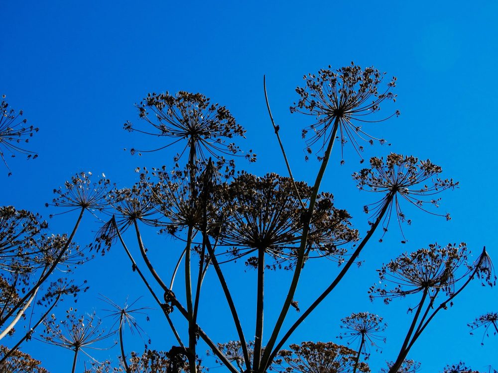 Фото: Кристина Белякова/РИА Верхневолжье