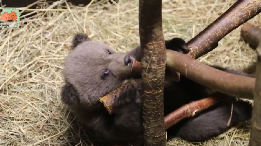 медвежонок