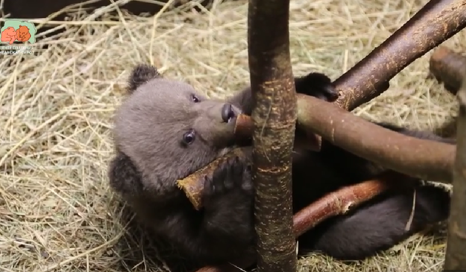 Фото: скриншот видео/Центр спасения медвежат-сирот