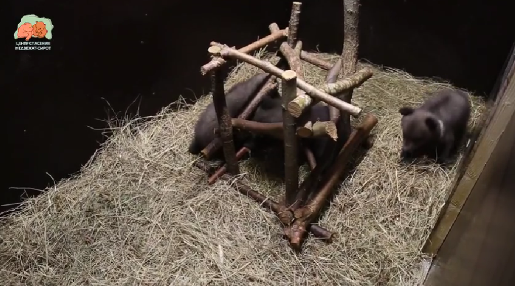 Фото: скриншот видео/Центр спасения медвежат-сирот