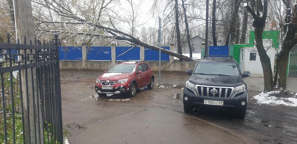 падение дерева, Юность