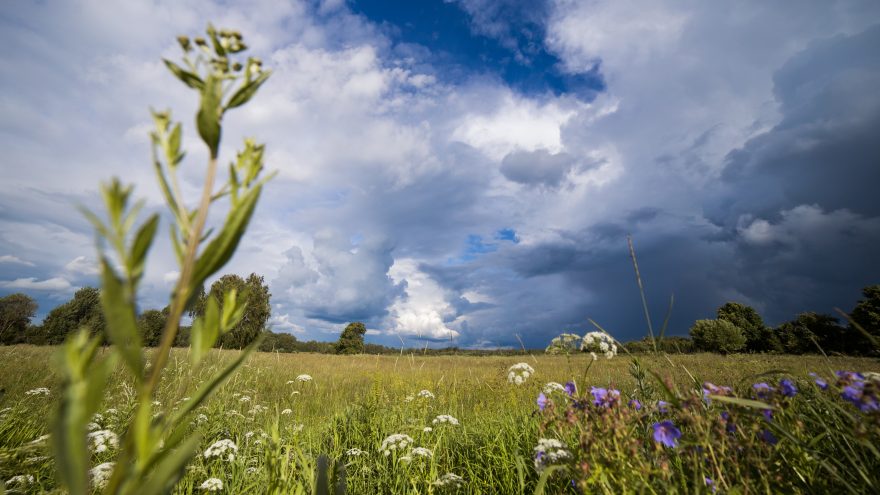 весна, поле