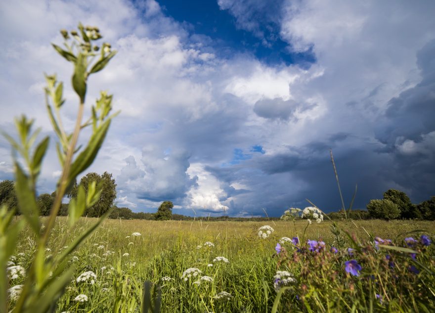 весна, поле