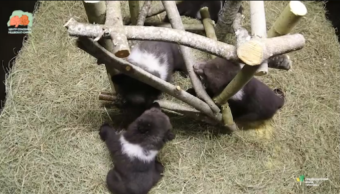 Фото: скриншот видео/Центра спасения межвежат-сирот