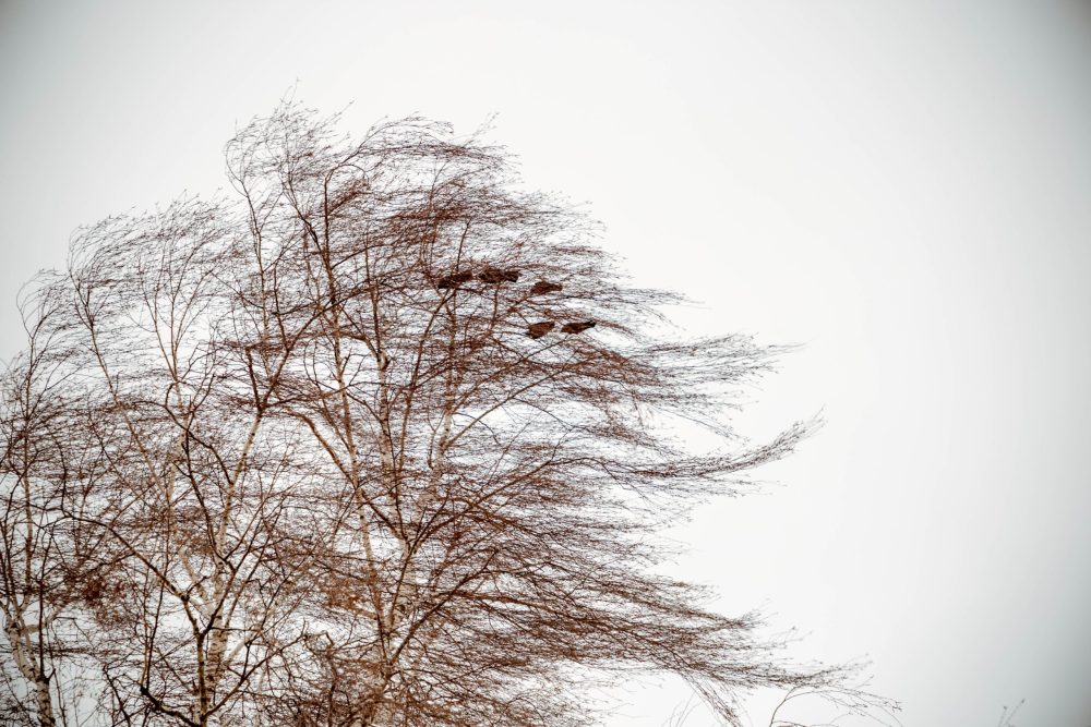 Фото: Кристина Белякова/РИА Верхневолжье