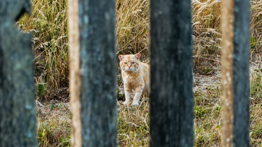 кошка, забор
