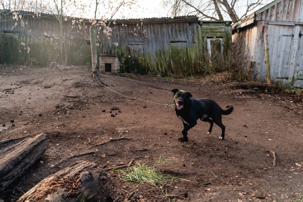 собака