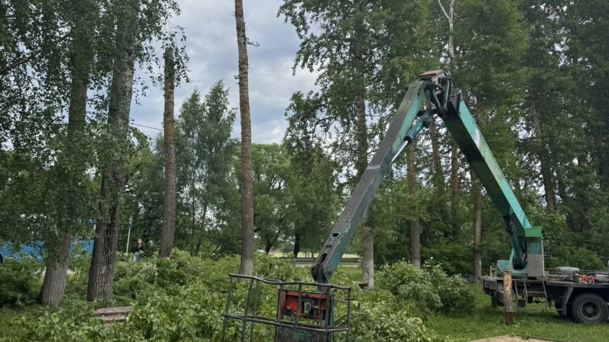спил деревьев