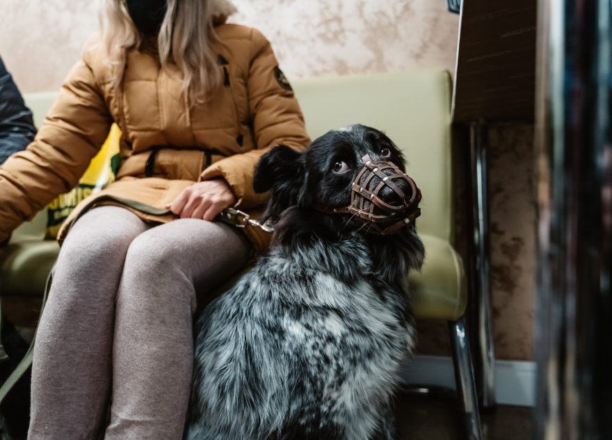 собака